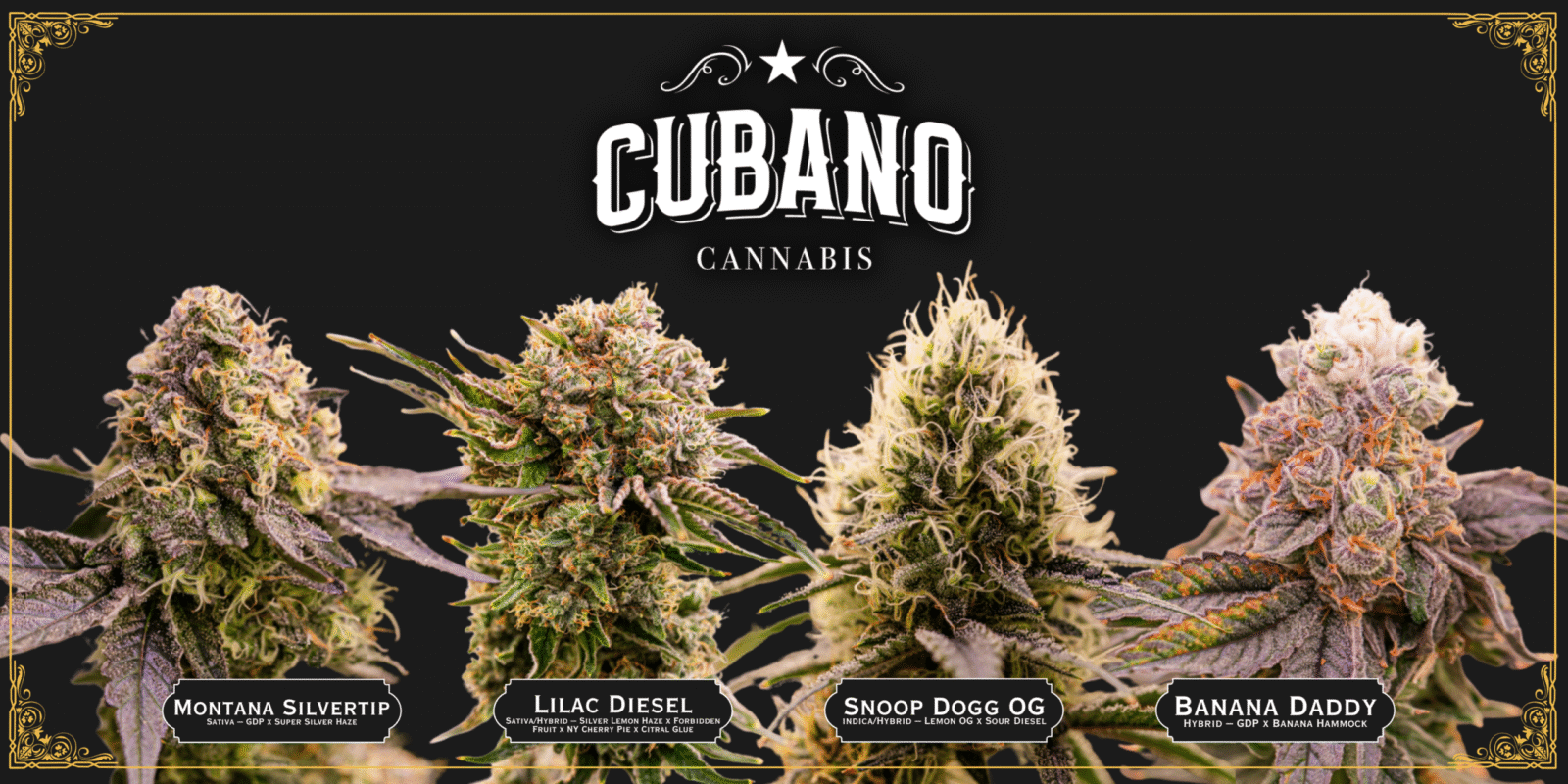 Cubano New Strains
